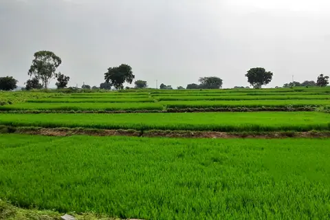 A wide green agricultural field under an open sky
