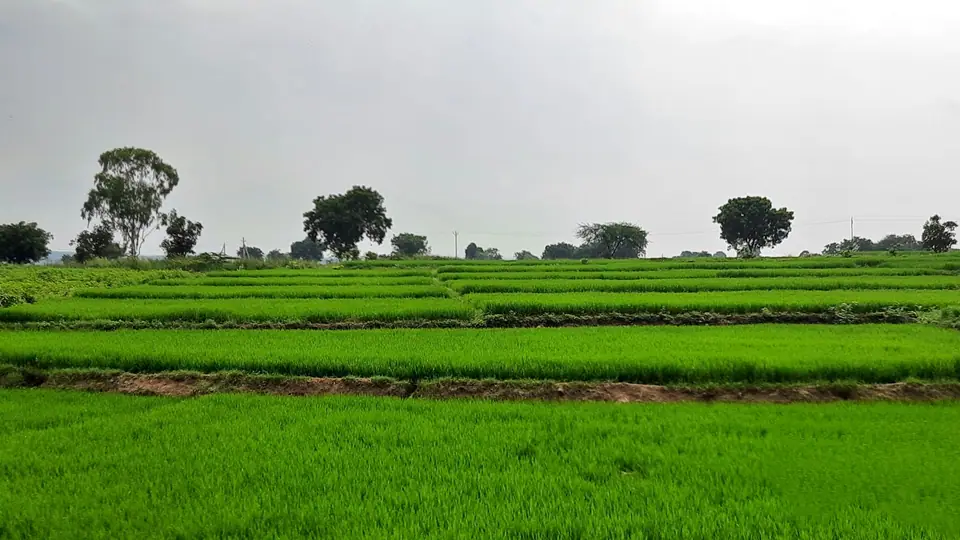 A wide green agricultural field under an open sky